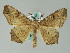  (Miantochora AH06GhCa - BC ZSM Lep 36556)  @15 [ ] CreativeCommons - Attribution Non-Commercial Share-Alike (2010) Axel Hausmann/Bavarian State Collection of Zoology (ZSM) SNSB, Zoologische Staatssammlung Muenchen