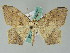  (Mesothisa flaccida - BC ZSM Lep 36571)  @14 [ ] CreativeCommons - Attribution Non-Commercial Share-Alike (2010) Axel Hausmann/Bavarian State Collection of Zoology (ZSM) SNSB, Zoologische Staatssammlung Muenchen