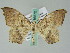  ( - BC ZSM Lep 36572)  @14 [ ] CreativeCommons - Attribution Non-Commercial Share-Alike (2010) Axel Hausmann/Bavarian State Collection of Zoology (ZSM) SNSB, Zoologische Staatssammlung Muenchen