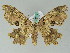  ( - BC ZSM Lep 36578)  @14 [ ] CreativeCommons - Attribution Non-Commercial Share-Alike (2010) Axel Hausmann/Bavarian State Collection of Zoology (ZSM) SNSB, Zoologische Staatssammlung Muenchen