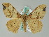  ( - BC ZSM Lep 36607)  @14 [ ] CreativeCommons - Attribution Non-Commercial Share-Alike (2010) Axel Hausmann/Bavarian State Collection of Zoology (ZSM) SNSB, Zoologische Staatssammlung Muenchen