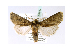  (Rougeotia ludovici - BC ZSM Lep 39952)  @14 [ ] CreativeCommons - Attribution Non-Commercial Share-Alike (2010) Axel Hausmann/Bavarian State Collection of Zoology (ZSM) SNSB, Zoologische Staatssammlung Muenchen