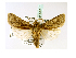  ( - BC ZSM Lep 39954)  @14 [ ] CreativeCommons - Attribution Non-Commercial Share-Alike (2010) Axel Hausmann/Bavarian State Collection of Zoology (ZSM) SNSB, Zoologische Staatssammlung Muenchen