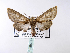  (Eutelia catephioidesGB01 - BC ZSM Lep 39983)  @13 [ ] CreativeCommons - Attribution Non-Commercial Share-Alike (2010) Axel Hausmann/Bavarian State Collection of Zoology (ZSM) SNSB, Zoologische Staatssammlung Muenchen