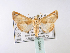  (Eutelia callichroma - BC ZSM Lep 39984)  @13 [ ] CreativeCommons - Attribution Non-Commercial Share-Alike (2010) Axel Hausmann/Bavarian State Collection of Zoology (ZSM) SNSB, Zoologische Staatssammlung Muenchen