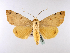  ( - BC ZSM Lep 39985)  @13 [ ] CreativeCommons - Attribution Non-Commercial Share-Alike (2010) Axel Hausmann/Bavarian State Collection of Zoology (ZSM) SNSB, Zoologische Staatssammlung Muenchen