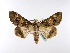  ( - BC ZSM Lep 39988)  @13 [ ] CreativeCommons - Attribution Non-Commercial Share-Alike (2010) Axel Hausmann/Bavarian State Collection of Zoology (ZSM) SNSB, Zoologische Staatssammlung Muenchen