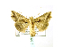  ( - BC ZSM Lep 40015)  @13 [ ] CreativeCommons - Attribution Non-Commercial Share-Alike (2010) Axel Hausmann/Bavarian State Collection of Zoology (ZSM) SNSB, Zoologische Staatssammlung Muenchen