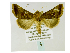  ( - BC ZSM Lep 40017)  @13 [ ] CreativeCommons - Attribution Non-Commercial Share-Alike (2011) Axel Hausmann/Bavarian State Collection of Zoology (ZSM) SNSB, Zoologische Staatssammlung Muenchen