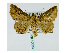  ( - BC ZSM Lep 40033)  @14 [ ] CreativeCommons - Attribution Non-Commercial Share-Alike (2010) Axel Hausmann/Bavarian State Collection of Zoology (ZSM) SNSB, Zoologische Staatssammlung Muenchen