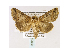  (Abrostola bettoni - BC ZSM Lep 40036)  @14 [ ] CreativeCommons - Attribution Non-Commercial Share-Alike (2010) Axel Hausmann/Bavarian State Collection of Zoology (ZSM) SNSB, Zoologische Staatssammlung Muenchen