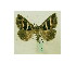  ( - BC ZSM Lep 40074)  @13 [ ] CreativeCommons - Attribution Non-Commercial Share-Alike (2010) Axel Hausmann/Bavarian State Collection of Zoology (ZSM) SNSB, Zoologische Staatssammlung Muenchen