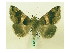  ( - BC ZSM Lep 40075)  @12 [ ] CreativeCommons - Attribution Non-Commercial Share-Alike (2010) Axel Hausmann/Bavarian State Collection of Zoology (ZSM) SNSB, Zoologische Staatssammlung Muenchen