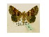  (Bastilla portiaGB01 - BC ZSM Lep 40076)  @13 [ ] CreativeCommons - Attribution Non-Commercial Share-Alike (2010) Axel Hausmann/Bavarian State Collection of Zoology (ZSM) SNSB, Zoologische Staatssammlung Muenchen
