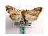  (Xanthodes brunnescens - BC ZSM Lep 40104)  @14 [ ] CreativeCommons - Attribution Non-Commercial Share-Alike (2010) Axel Hausmann/Bavarian State Collection of Zoology (ZSM) SNSB, Zoologische Staatssammlung Muenchen
