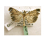  ( - BC ZSM Lep 40107)  @14 [ ] CreativeCommons - Attribution Non-Commercial Share-Alike (2010) Axel Hausmann/Bavarian State Collection of Zoology (ZSM) SNSB, Zoologische Staatssammlung Muenchen