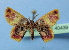  ( - BC ZSM Lep 40439)  @13 [ ] Copyright (2010) Axel Hausmann/Bavarian State Collection of Zoology (ZSM) SNSB, Zoologische Staatssammlung Muenchen