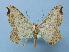  ( - BC ZSM Lep 40445)  @13 [ ] Copyright (2010) Axel Hausmann/Bavarian State Collection of Zoology (ZSM) SNSB, Zoologische Staatssammlung Muenchen