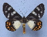  (Callhistia angelus - BC ZSM Lep 40455)  @14 [ ] Copyright (2010) Axel Hausmann/Bavarian State Collection of Zoology (ZSM) SNSB, Zoologische Staatssammlung Muenchen