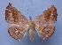  ( - BC ZSM Lep 40475)  @13 [ ] Copyright (2010) Axel Hausmann/Bavarian State Collection of Zoology (ZSM) SNSB, Zoologische Staatssammlung Muenchen