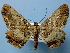  ( - BC ZSM Lep 40489)  @13 [ ] Copyright (2010) Axel Hausmann/Bavarian State Collection of Zoology (ZSM) SNSB, Zoologische Staatssammlung Muenchen
