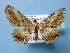  ( - BC ZSM Lep 40490)  @14 [ ] Copyright (2010) Axel Hausmann/Bavarian State Collection of Zoology (ZSM) SNSB, Zoologische Staatssammlung Muenchen