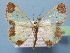  ( - BC ZSM Lep 40506)  @14 [ ] Copyright (2010) Axel Hausmann/Bavarian State Collection of Zoology (ZSM) SNSB, Zoologische Staatssammlung Muenchen