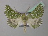  ( - BC ZSM Lep 40938)  @14 [ ] CreativeCommons - Attribution Non-Commercial Share-Alike (2010) Axel Hausmann/Bavarian State Collection of Zoology (ZSM) SNSB, Zoologische Staatssammlung Muenchen