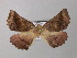  ( - BC ZSM Lep 40943)  @13 [ ] CreativeCommons - Attribution Non-Commercial Share-Alike (2010) Axel Hausmann/Bavarian State Collection of Zoology (ZSM) SNSB, Zoologische Staatssammlung Muenchen