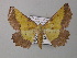  ( - BC ZSM Lep 40968)  @14 [ ] CreativeCommons - Attribution Non-Commercial Share-Alike (2010) Axel Hausmann/Bavarian State Collection of Zoology (ZSM) SNSB, Zoologische Staatssammlung Muenchen