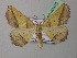  ( - BC ZSM Lep 40970)  @15 [ ] CreativeCommons - Attribution Non-Commercial Share-Alike (2010) Axel Hausmann/Bavarian State Collection of Zoology (ZSM) SNSB, Zoologische Staatssammlung Muenchen