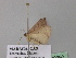  ( - BC ZSM Lep 40990)  @12 [ ] CreativeCommons - Attribution Non-Commercial Share-Alike (2010) Axel Hausmann/Bavarian State Collection of Zoology (ZSM) SNSB, Zoologische Staatssammlung Muenchen