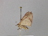  ( - BC ZSM Lep 40991)  @13 [ ] CreativeCommons - Attribution Non-Commercial Share-Alike (2010) Axel Hausmann/Bavarian State Collection of Zoology (ZSM) SNSB, Zoologische Staatssammlung Muenchen