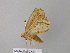  ( - BC ZSM Lep 40996)  @12 [ ] CreativeCommons - Attribution Non-Commercial Share-Alike (2010) Axel Hausmann/Bavarian State Collection of Zoology (ZSM) SNSB, Zoologische Staatssammlung Muenchen