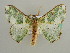  ( - BC ZSM Lep 42713)  @11 [ ] CreativeCommons - Attribution Non-Commercial Share-Alike (2010) Axel Hausmann/Bavarian State Collection of Zoology (ZSM) SNSB, Zoologische Staatssammlung Muenchen