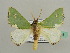 ( - BC ZSM Lep 42718)  @13 [ ] CreativeCommons - Attribution Non-Commercial Share-Alike (2010) Axel Hausmann/Bavarian State Collection of Zoology (ZSM) SNSB, Zoologische Staatssammlung Muenchen
