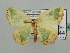  ( - BC ZSM Lep 42730)  @11 [ ] CreativeCommons - Attribution Non-Commercial Share-Alike (2010) Axel Hausmann/Bavarian State Collection of Zoology (ZSM) SNSB, Zoologische Staatssammlung Muenchen