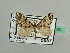  (Perizoma artifex basutensis - BC ZSM Lep 42759)  @11 [ ] CreativeCommons - Attribution Non-Commercial Share-Alike (2010) Axel Hausmann/Bavarian State Collection of Zoology (ZSM) SNSB, Zoologische Staatssammlung Muenchen
