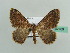  ( - BC ZSM Lep 42769)  @14 [ ] CreativeCommons - Attribution Non-Commercial Share-Alike (2010) Axel Hausmann/Bavarian State Collection of Zoology (ZSM) SNSB, Zoologische Staatssammlung Muenchen