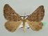  ( - BC ZSM Lep 42789)  @14 [ ] CreativeCommons - Attribution Non-Commercial Share-Alike (2010) Axel Hausmann/Bavarian State Collection of Zoology (ZSM) SNSB, Zoologische Staatssammlung Muenchen