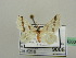  (Conchylia HS01SA - BC ZSM Lep 42800)  @11 [ ] CreativeCommons - Attribution Non-Commercial Share-Alike (2010) Axel Hausmann/Bavarian State Collection of Zoology (ZSM) SNSB, Zoologische Staatssammlung Muenchen