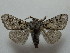  ( - BC ZSM Lep 42808)  @13 [ ] CreativeCommons - Attribution Non-Commercial Share-Alike (2010) Axel Hausmann/Bavarian State Collection of Zoology (ZSM) SNSB, Zoologische Staatssammlung Muenchen