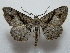  ( - BC ZSM Lep 42811)  @14 [ ] CreativeCommons - Attribution Non-Commercial Share-Alike (2010) Axel Hausmann/Bavarian State Collection of Zoology (ZSM) SNSB, Zoologische Staatssammlung Muenchen