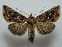  (Panchrysia - BC ZSM Lep 42814)  @15 [ ] CreativeCommons - Attribution Non-Commercial Share-Alike (2010) Axel Hausmann/Bavarian State Collection of Zoology (ZSM) SNSB, Zoologische Staatssammlung Muenchen