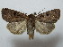  ( - BC ZSM Lep 42817)  @14 [ ] CreativeCommons - Attribution Non-Commercial Share-Alike (2010) Axel Hausmann/Bavarian State Collection of Zoology (ZSM) SNSB, Zoologische Staatssammlung Muenchen