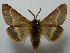  ( - BC ZSM Lep 42823)  @11 [ ] CreativeCommons - Attribution Non-Commercial Share-Alike (2010) Axel Hausmann/Bavarian State Collection of Zoology (ZSM) SNSB, Zoologische Staatssammlung Muenchen