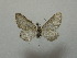  ( - BC ZSM Lep 42830)  @13 [ ] CreativeCommons - Attribution Non-Commercial Share-Alike (2010) Axel Hausmann/Bavarian State Collection of Zoology (ZSM) SNSB, Zoologische Staatssammlung Muenchen