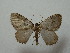  ( - BC ZSM Lep 42834)  @13 [ ] CreativeCommons - Attribution Non-Commercial Share-Alike (2010) Axel Hausmann/Bavarian State Collection of Zoology (ZSM) SNSB, Zoologische Staatssammlung Muenchen