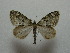  ( - BC ZSM Lep 42836)  @13 [ ] CreativeCommons - Attribution Non-Commercial Share-Alike (2010) Axel Hausmann/Bavarian State Collection of Zoology (ZSM) SNSB, Zoologische Staatssammlung Muenchen