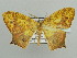  ( - BC ZSM Lep 42877)  @11 [ ] CreativeCommons - Attribution Non-Commercial Share-Alike (2010) Axel Hausmann/Bavarian State Collection of Zoology (ZSM) SNSB, Zoologische Staatssammlung Muenchen